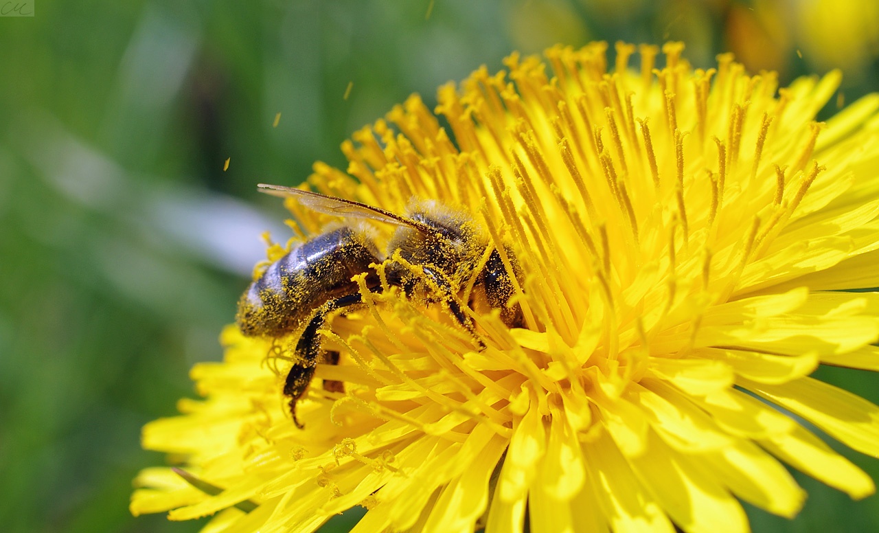 Plant-pollinator